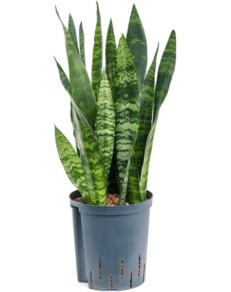 Wasserpflanze Sansevieria