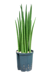 Wasserpflanze Sansevieria Cylindrica Spikes