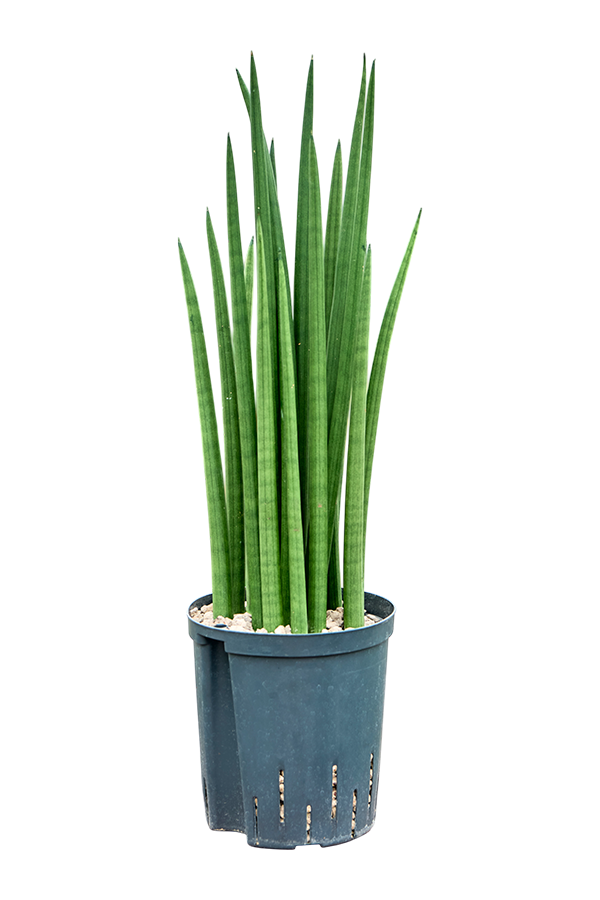 Wasserpflanze Sansevieria Cylindrica Spikes