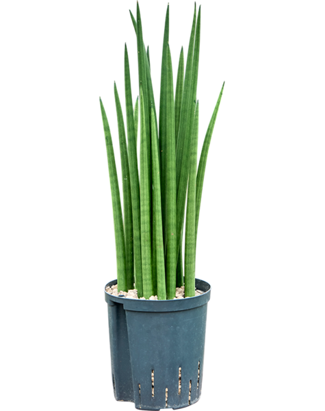 Wasserpflanze Sansevieria
