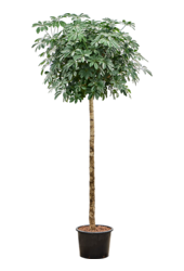 Wasserpflanze Schefflera Arboricola Compacta