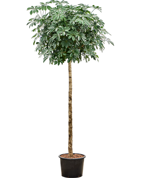 Wasserkraftwerk Schefflera
