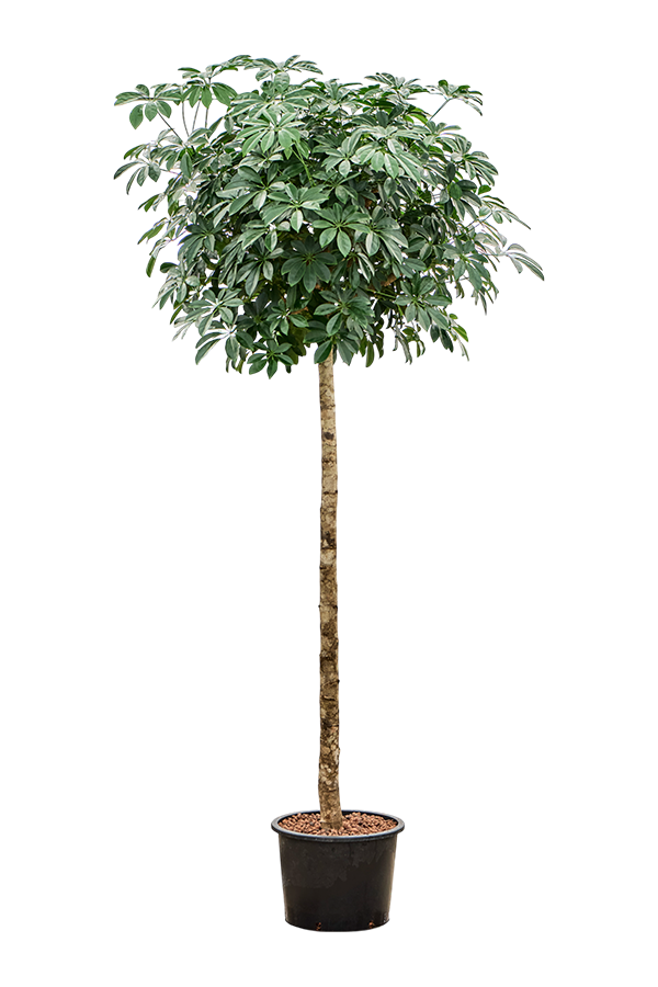 Wasserpflanze Schefflera Arboricola Compacta