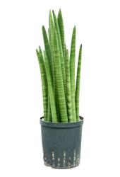 Wasserpflanze Sansevieria Cylindrica Turm