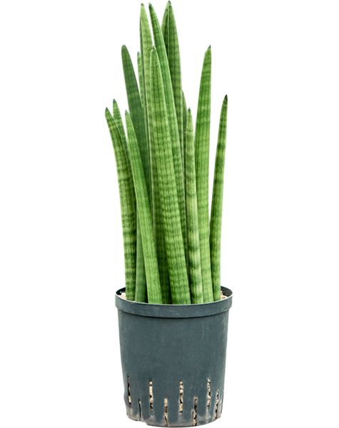 Wasserpflanze Sansevieria