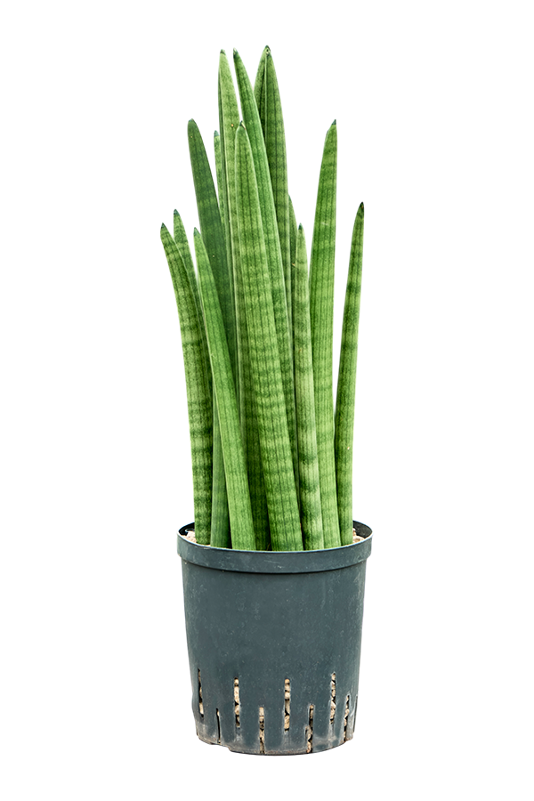 Wasserpflanze Sansevieria Cylindrica Turm