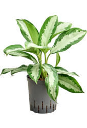 Wasserpflanze Aglaonema Diamond Bay