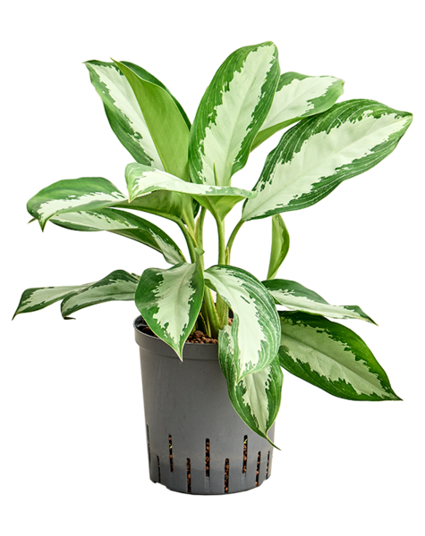 Wasserpflanze Aglaonema