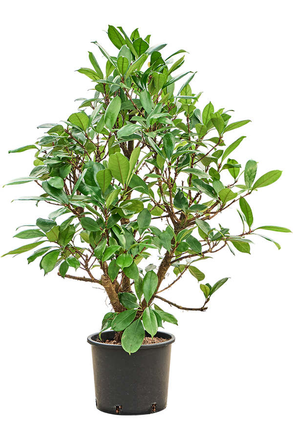 Wasserpflanze Ficus Cyathistipula