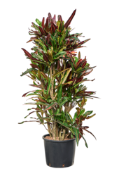 Wasserpflanze Croton (Codiaeum) Variegatum Mammi