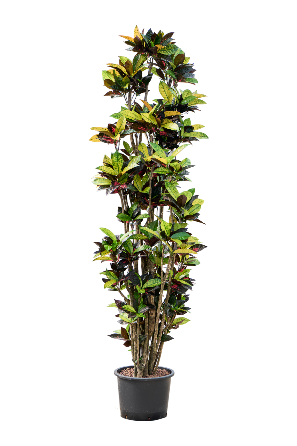 Wasserpflanze Croton (Codiaeum) Variegatum Mrs. Iceton
