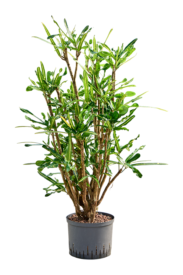 Wasserpflanze Croton (Codiaeum) Variegatum Banane