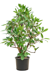 Wasserpflanze Ficus Cyathistipula