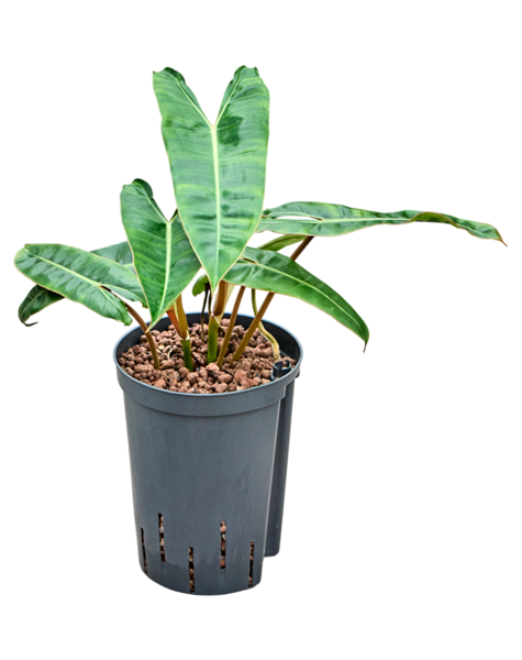 Wasserpflanze Philodendron