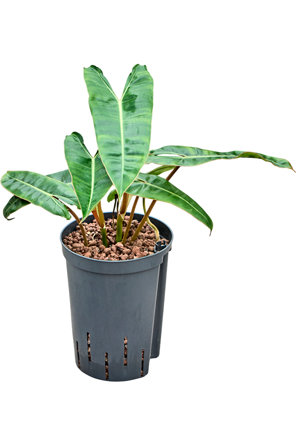 Wasserpflanze Philodendron Billietiae