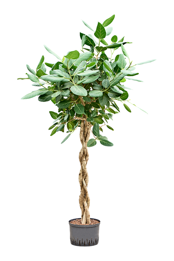 Wasserpflanze Ficus Benghalensis Audrey