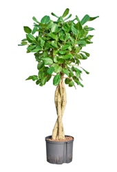 Wasserpflanze Ficus Benghalensis Audrey