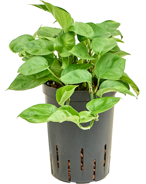 Wasserpflanze Scindapsus