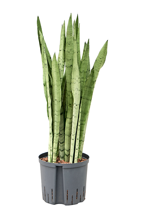Wasserpflanze Sansevieria Trifasciata Silver Mist