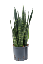 Wasserpflanze Sansevieria Trifasciata Schwarze Koralle
