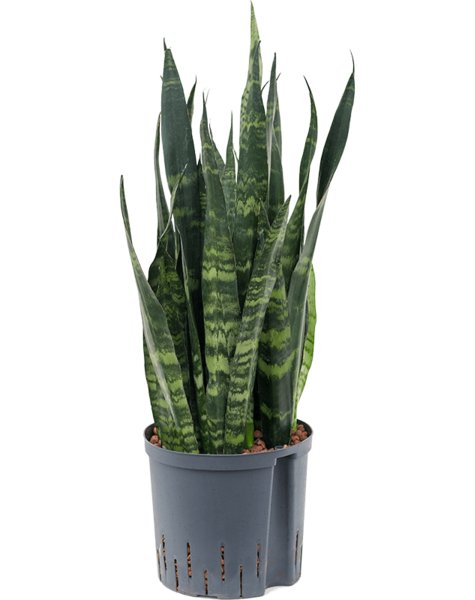 Wasserpflanze Sansevieria