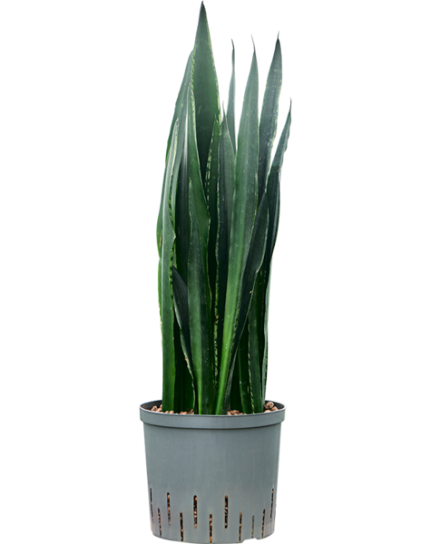 Wasserpflanze Sansevieria