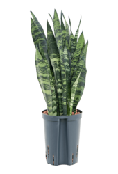 Wasserpflanze Sansevieria Trifasciata Schwarze Koralle