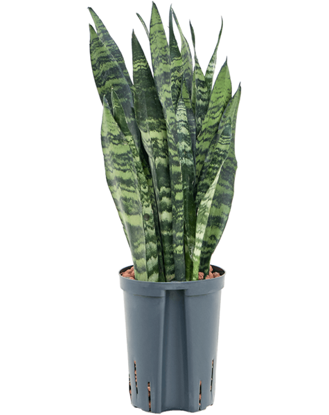 Wasserpflanze Sansevieria