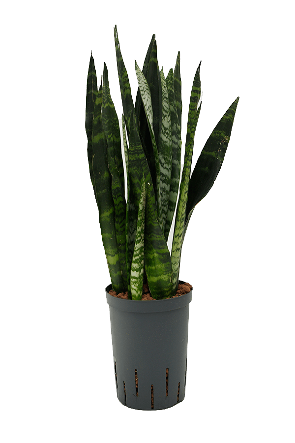 Wasserpflanze Sansevieria Trifasciata Schwarze Koralle