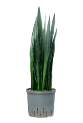 Wasserpflanze Sansevieria Trifasciata Black Tiger