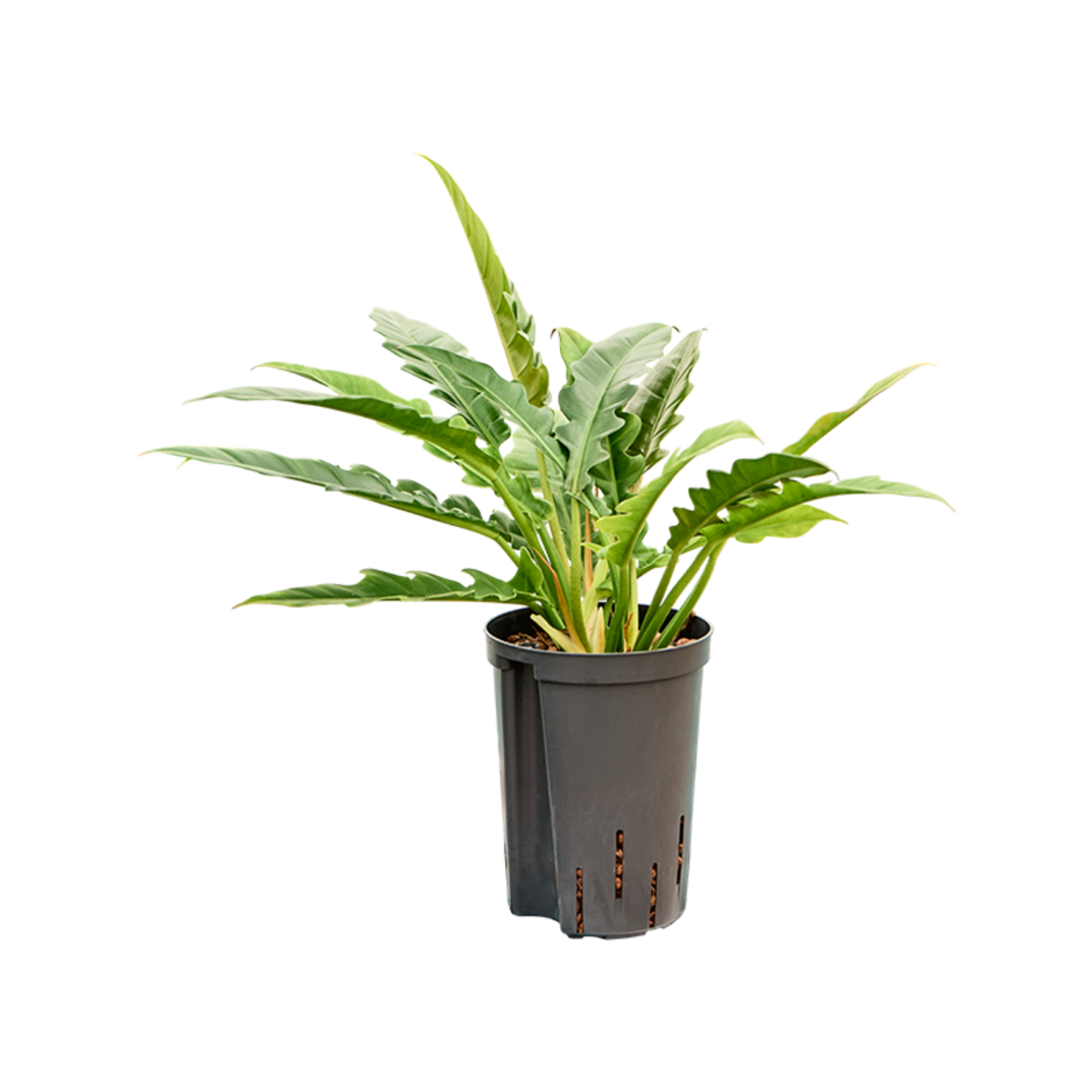 philodendron brasil pflege Tipps zur Pflege deiner Pflanze : Philodendron scandens Brasil –  PflanzenFuerAlle main image 1