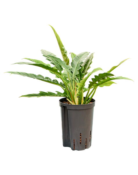 Wasserpflanze Philodendron