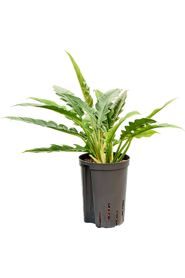 Wasserpflanze Philodendron Selloum Schmal