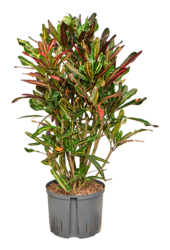 Wasserpflanze Croton (Codiaeum) Variegatum Mammi