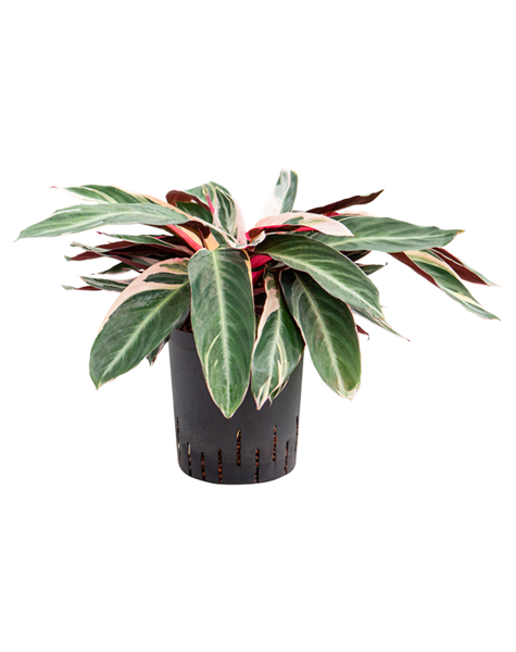 Wasserpflanze Calathea