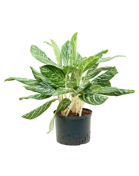 Wasserpflanze Aglaonema