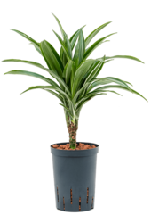 Wasserpflanze Dracaena Fragrans Ulises