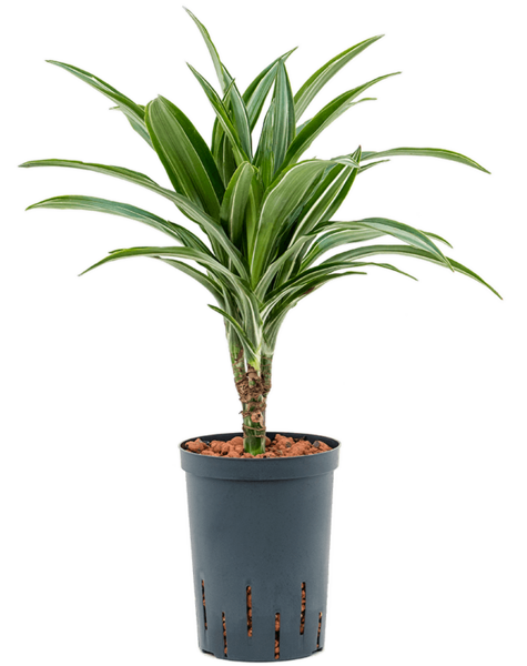 Wasserpflanze Dracaena