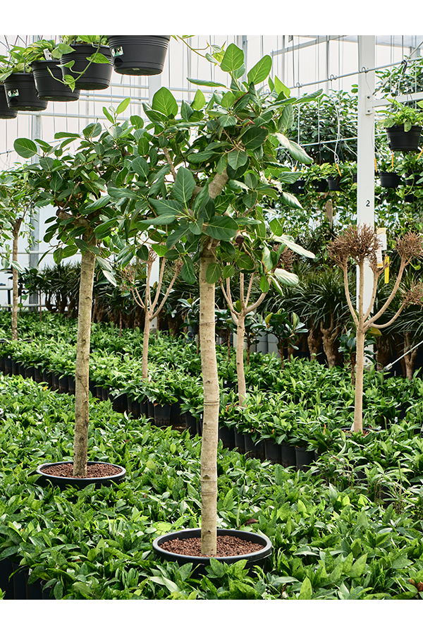 Wasserpflanze Ficus Benghalensis Audrey