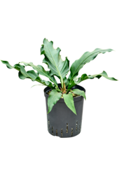 Wasserpflanze Anthurium (Plowmanii) Vogelnest