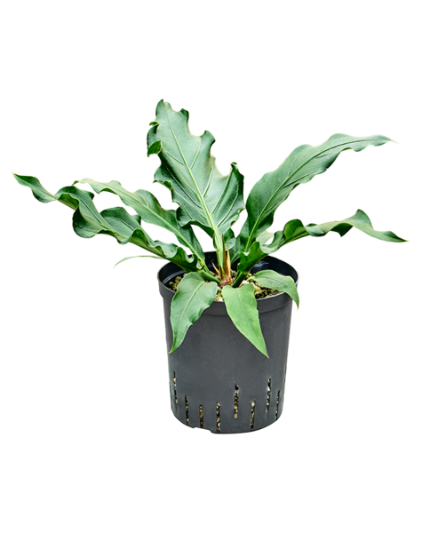 Wasserpflanze Anthurium