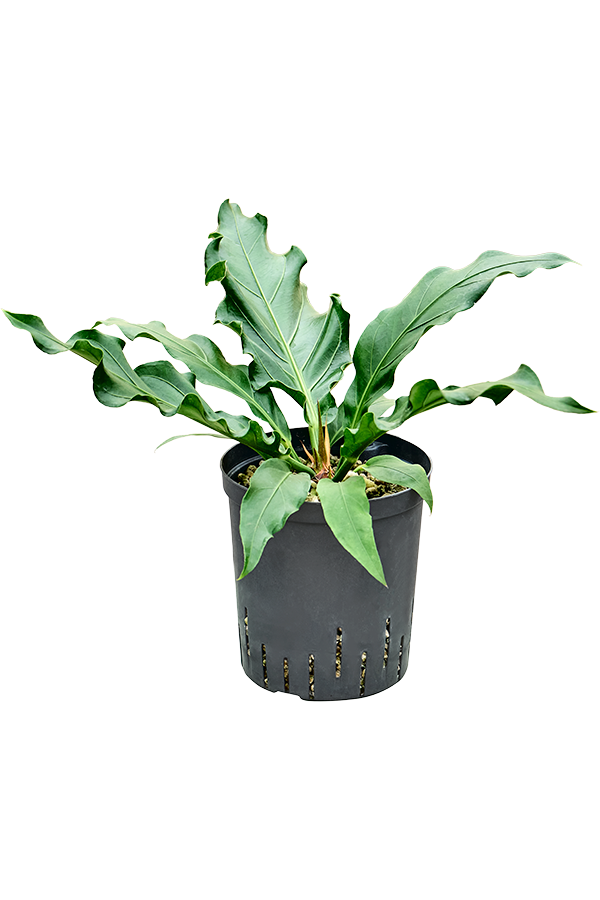 Wasserpflanze Anthurium (Plowmanii) Vogelnest