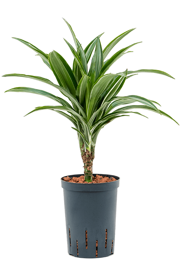 Wasserpflanze Dracaena Fragrans Ulises