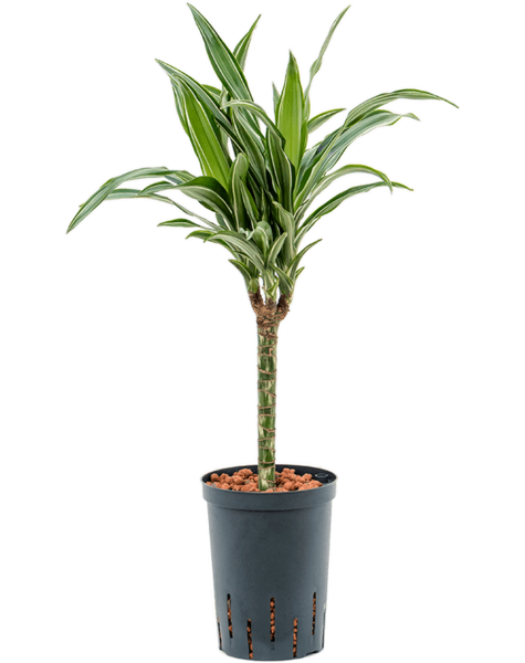 Wasserpflanze Dracaena