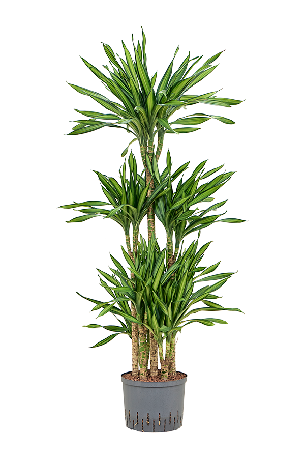 Wasserpflanze Dracaena Fragrans Riki
