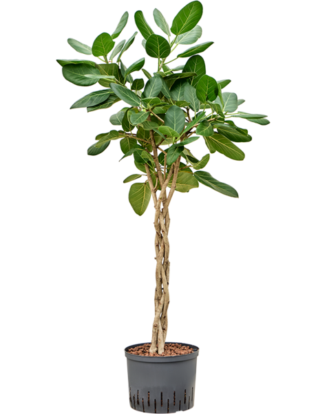 Wasserpflanze Ficus