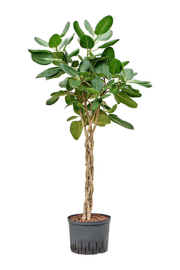 Wasserpflanze Ficus Benghalensis Audrey