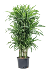 Wasserpflanze Dracaena Fragrans Ulises