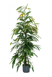 Wasserpflanze Ficus Binnendijkii Amstel King