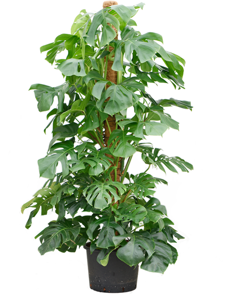 Wasserpflanze Monstera